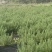迷迭香鲜叶