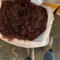 各种鲜活贝类