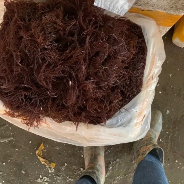 各种鲜活贝类