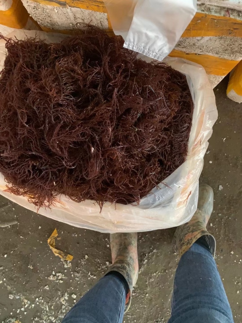 各种鲜活贝类
