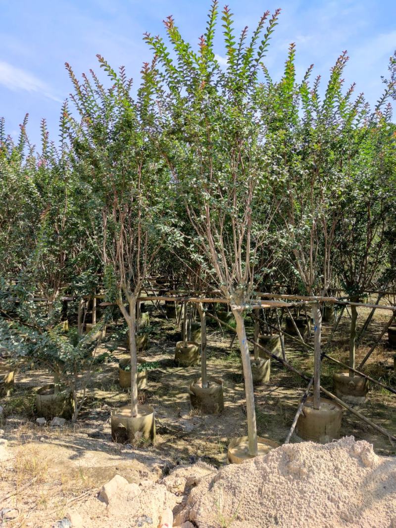 丛生紫薇小叶紫薇五皮树紫金花大量供应