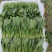 山东菠菜苗大叶菠菜做工精细质量保证对接市场电商