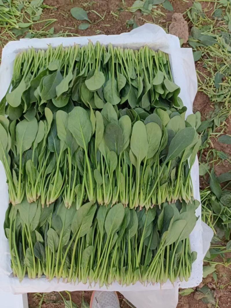 山东菠菜苗大叶菠菜做工精细质量保证对接市场电商