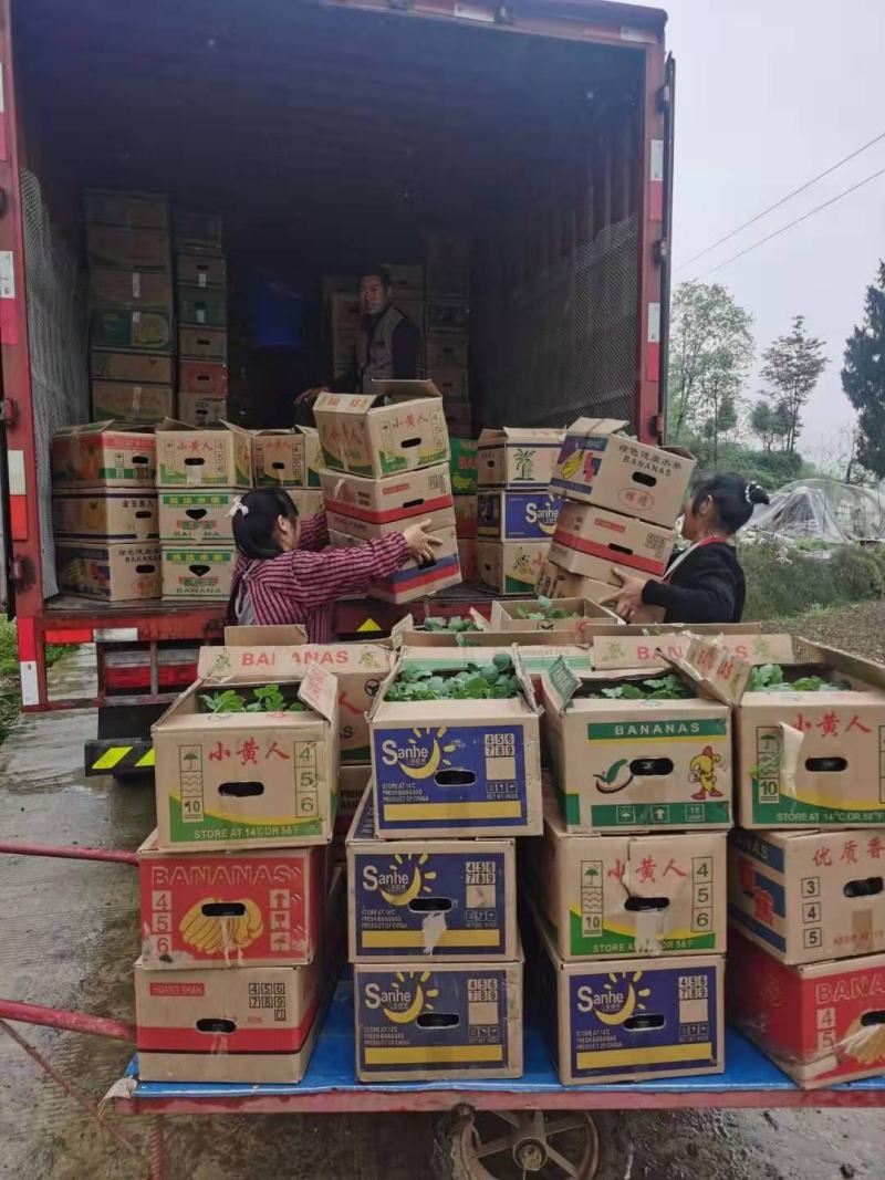 西瓜苗8424.美都西农八号，金城五号，安生甜王，直生苗