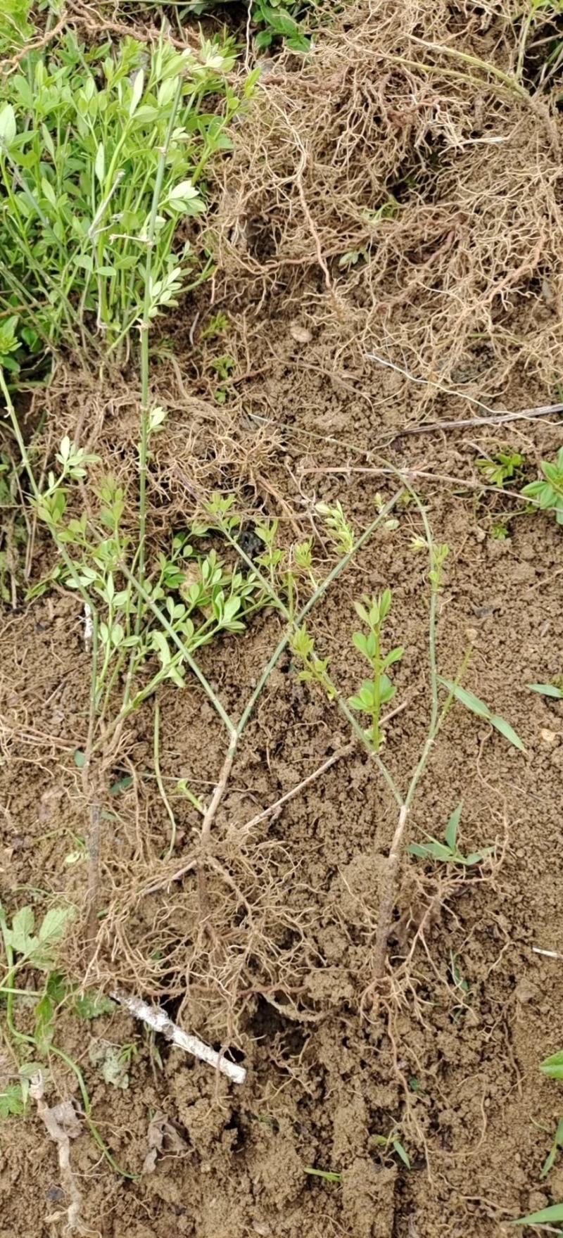 迎春花苗高度可以视频看货产地直销欢迎老板选购