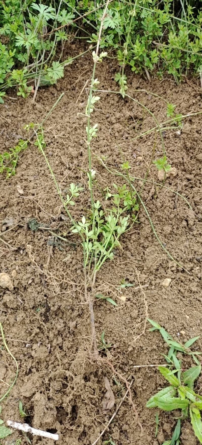 迎春花苗高度可以视频看货产地直销欢迎老板选购