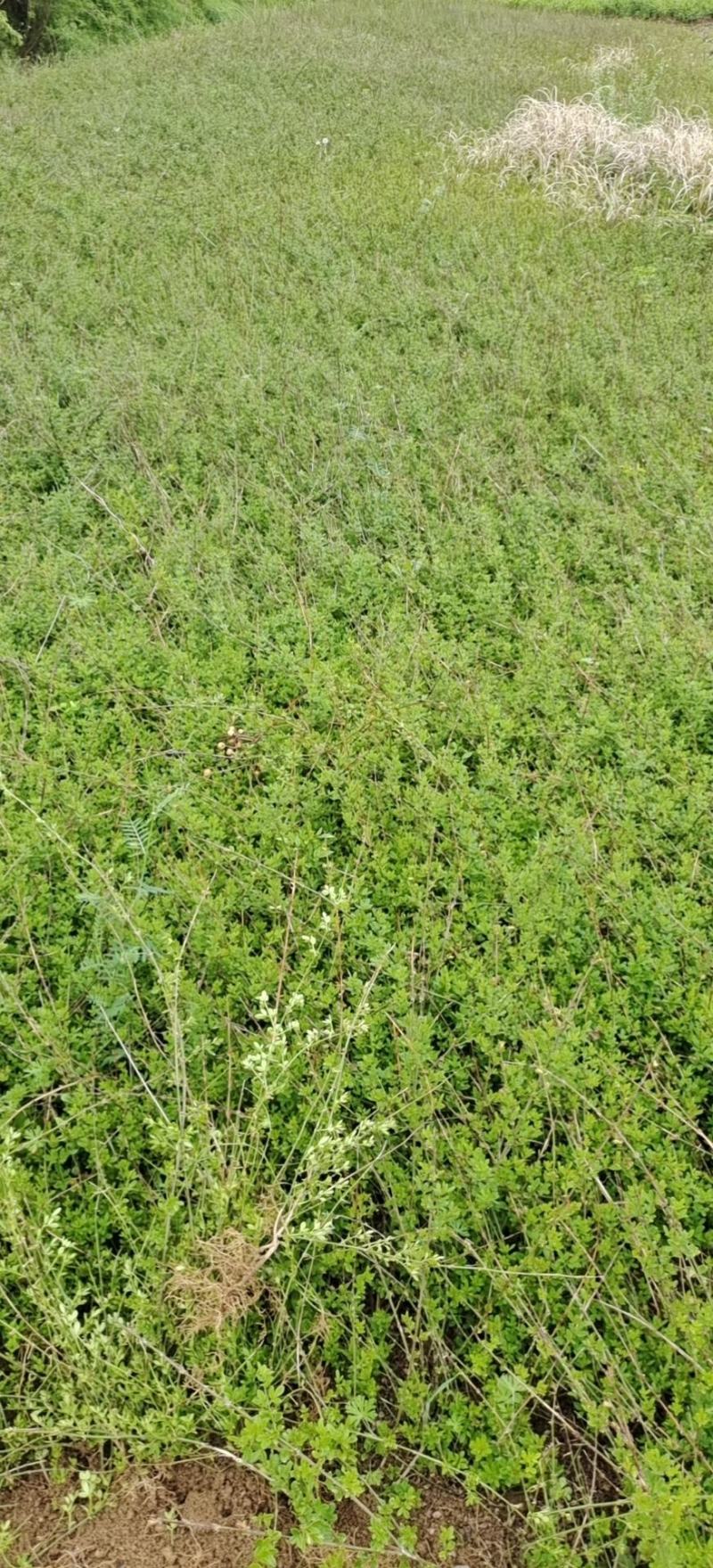 迎春花迎春花苗迎春花工程苗迎春花小苗可视频看货！