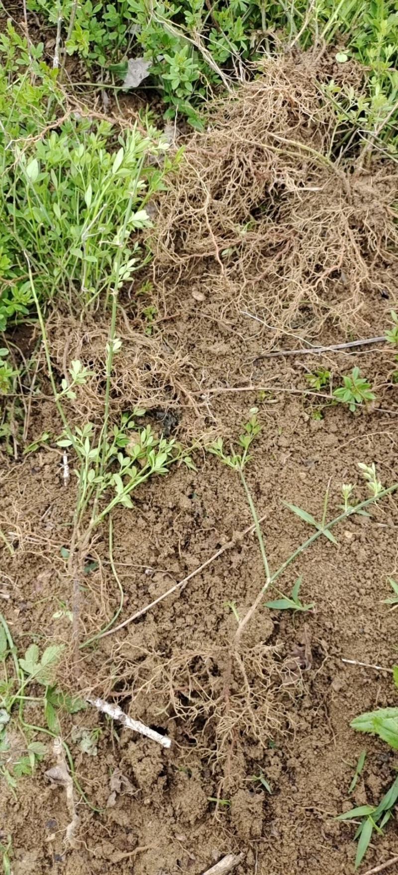 迎春花迎春花苗迎春花工程苗迎春花小苗可视频看货！
