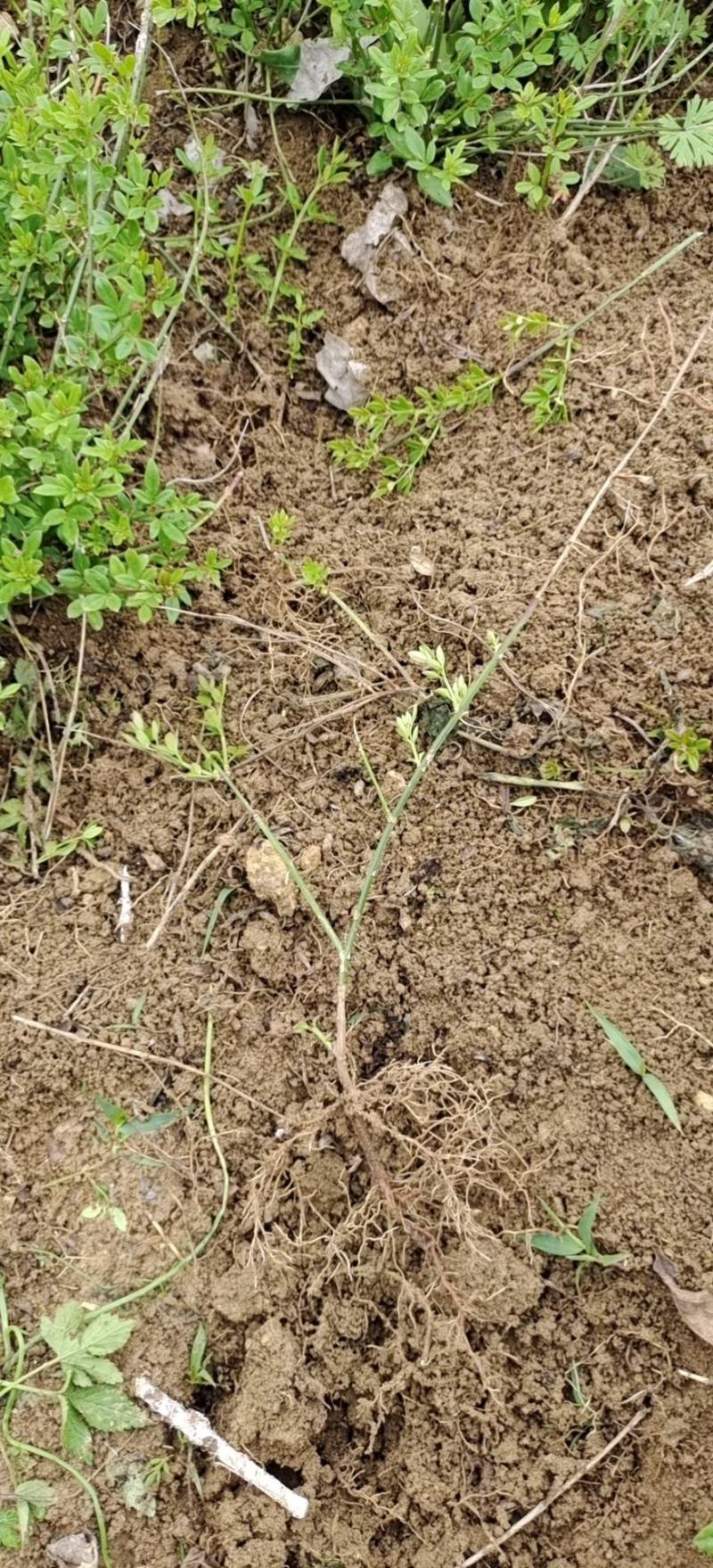 迎春花迎春花苗迎春花工程苗迎春花小苗可视频看货！