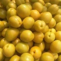 油杏中国油杏发源地外峪村糖度高亮度高商品性强