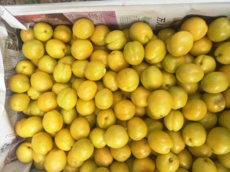 油杏中国油杏发源地外峪村糖度高亮度高商品性强