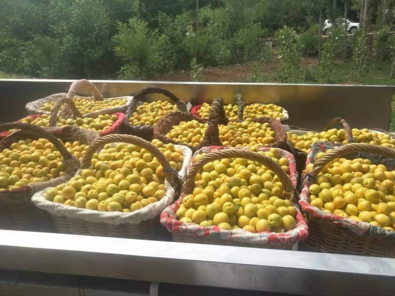 油杏中国油杏发源地外峪村糖度高亮度高商品性强
