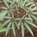 竹节参种苗