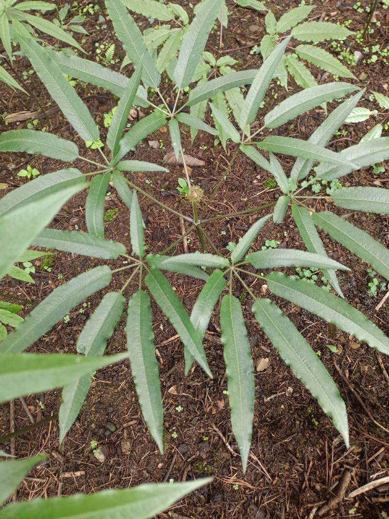 竹节参种苗