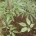 竹节参种苗