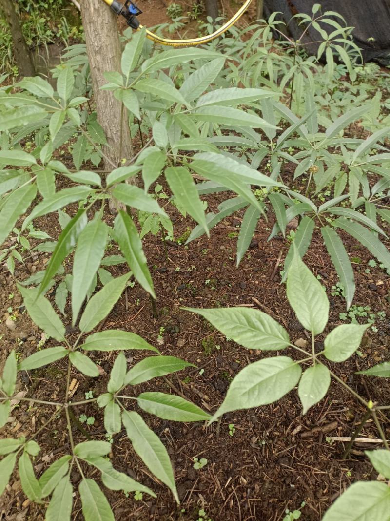 竹节参种苗