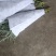 非洲菊，尤加利