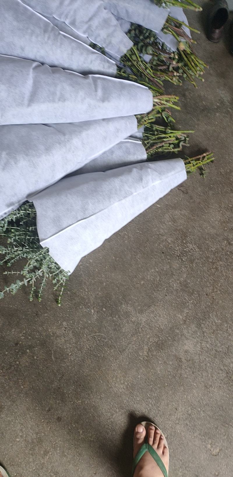 非洲菊，尤加利