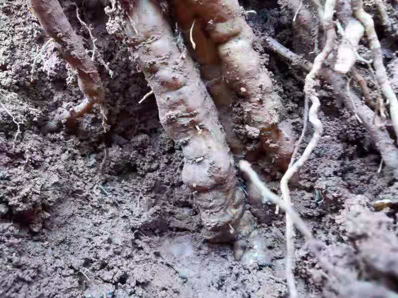江西道地中药材粉防己种子，提技术指导！
