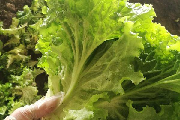 散叶生菜优良品种展示图