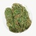 鸡骨草带叶