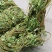 鸡骨草带叶