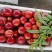 山东大棚油桃大量上市产区直销价格便宜全国发货
