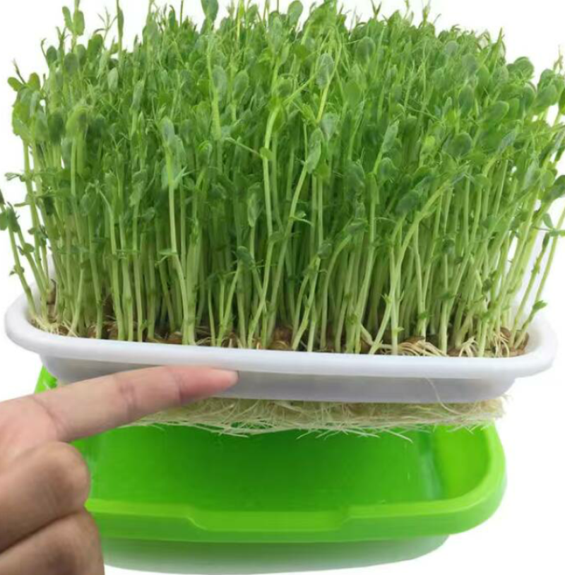 芽苗苗育苗托盘无土栽培水培蔬菜设备工厂化生产种菜