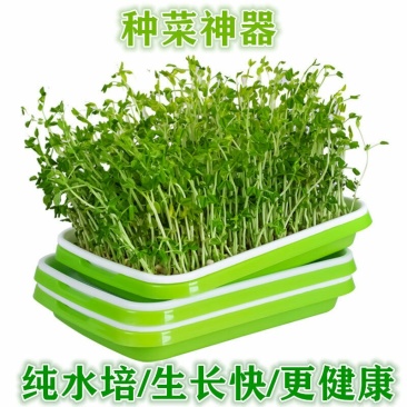 芽苗苗育苗托盘无土栽培水培蔬菜设备工厂化生产种菜