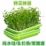 芽苗苗育苗托盘无土栽培水培蔬菜设备工厂化生产种菜