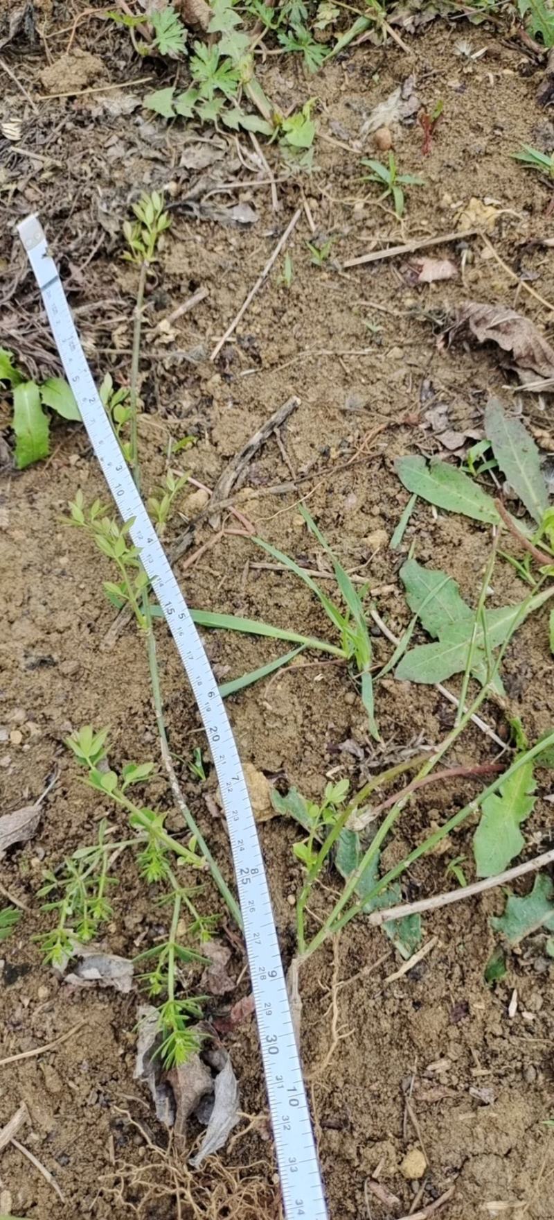 迎春花苗迎春花小苗迎春花床苗迎春花工程苗包邮！