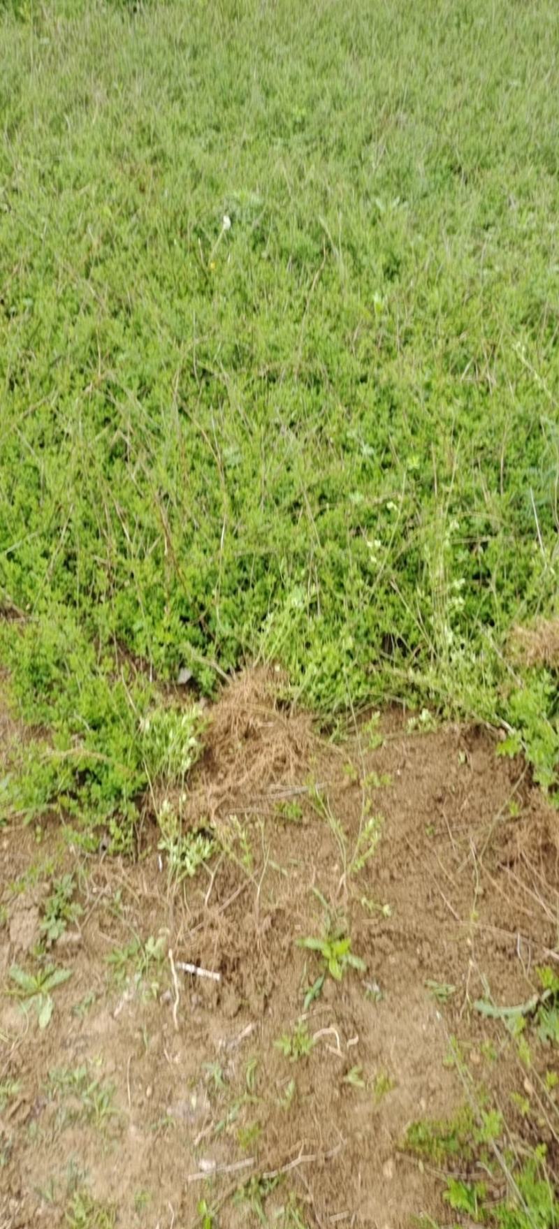 迎春花苗迎春花小苗迎春花床苗迎春花工程苗包邮！