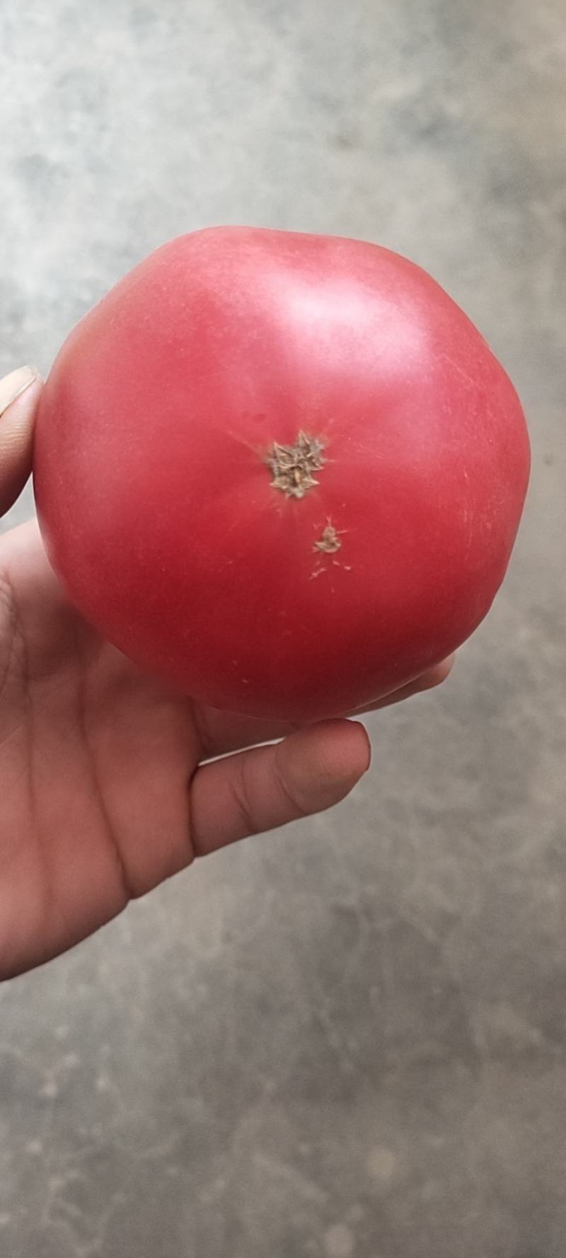 河北精品西红柿，产地直供，一手货源，直供商超。