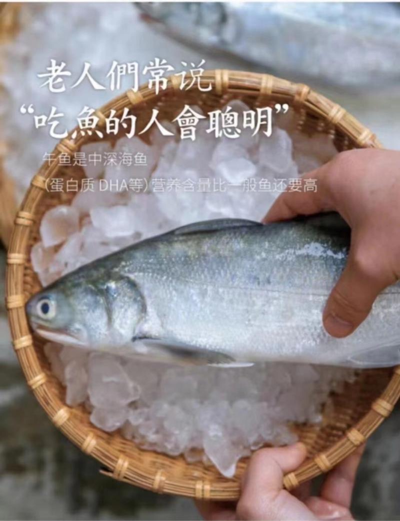 【一件代发】广东湛江新鲜马友鱼