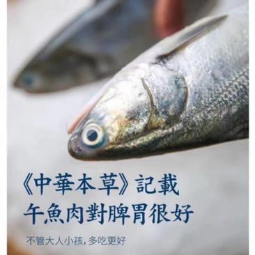 【一件代发】广东湛江新鲜马友鱼