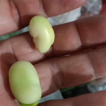 丽江永胜干蚕豆很干很饱满