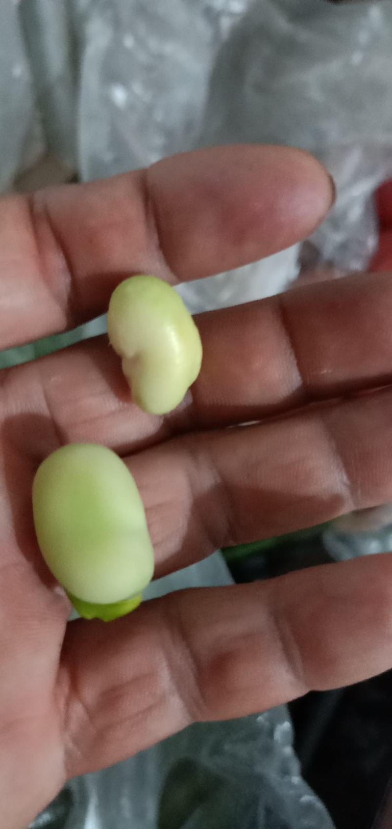 丽江永胜干蚕豆很干很饱满