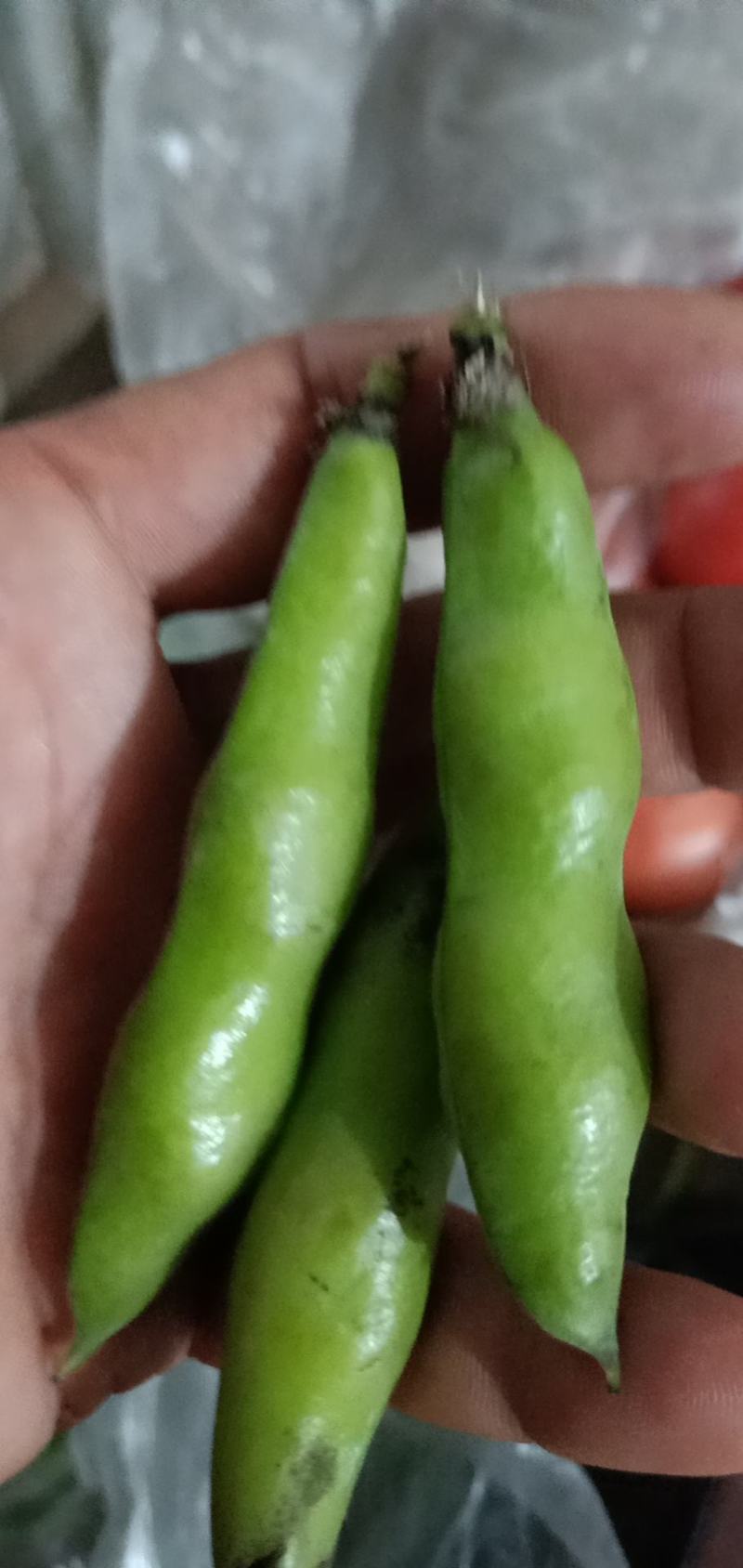 丽江永胜干蚕豆很干很饱满