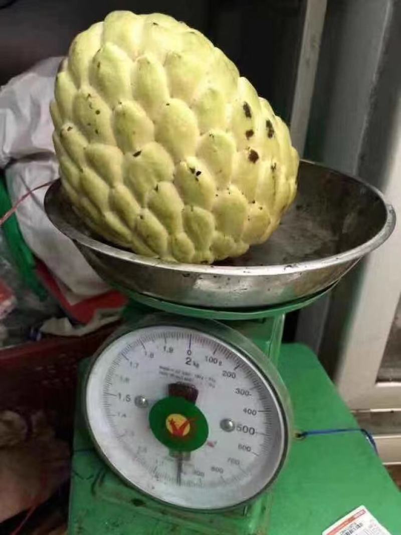 大黄龙释迦榴莲释迦果苗嫁接苗带营养杯苗发货