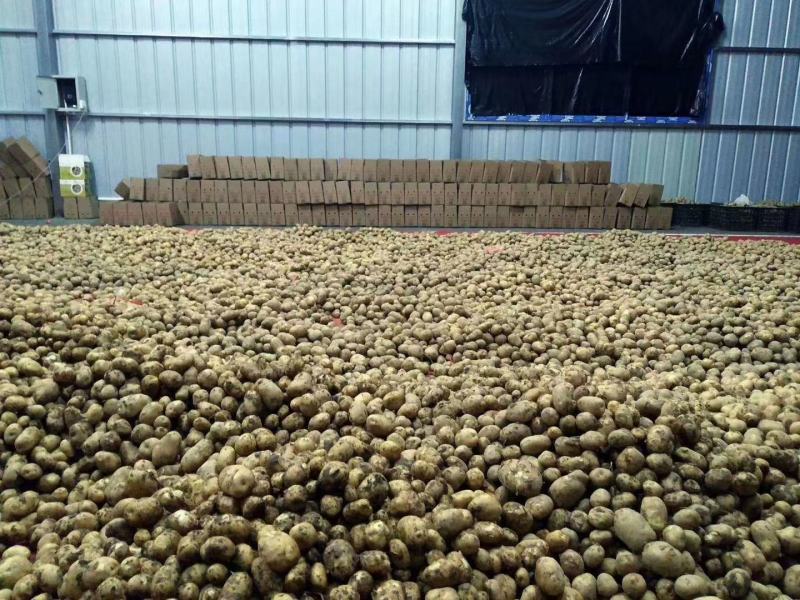 恩施小土豆马尔科大量上市