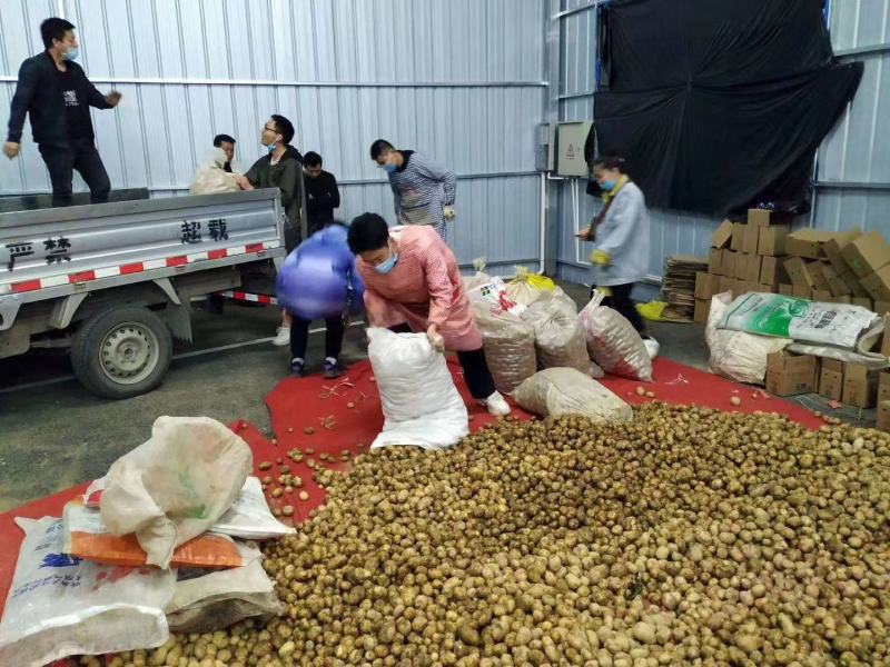 恩施小土豆马尔科大量上市