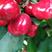 冠县大樱桃品种美早，布鲁克斯，红灯，沙米托，早大果欢迎老