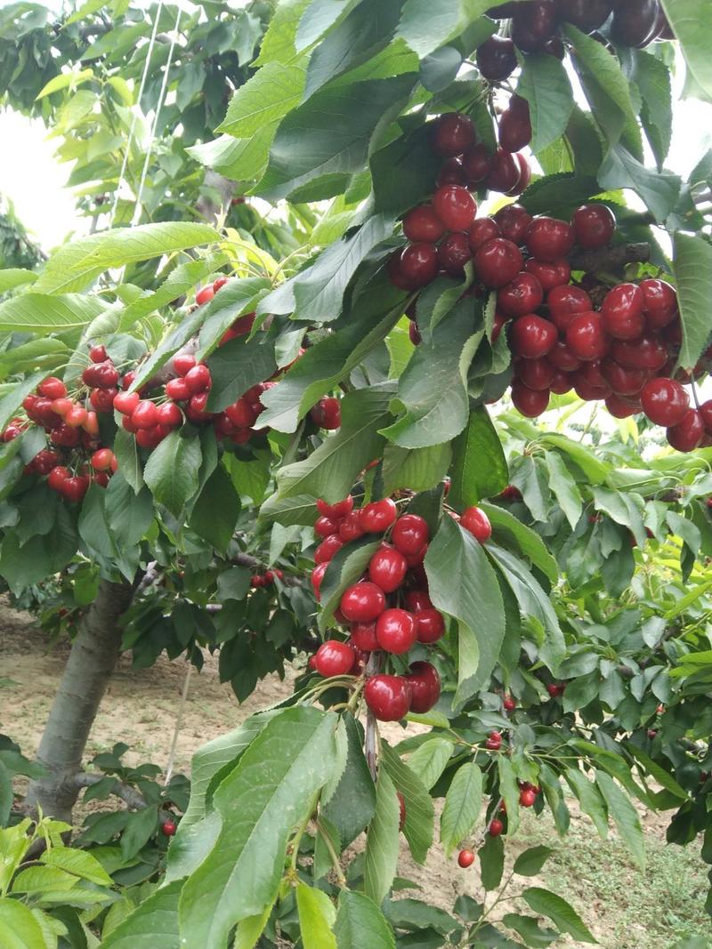 冠县大樱桃品种美早，布鲁克斯，红灯，沙米托，早大果欢迎老