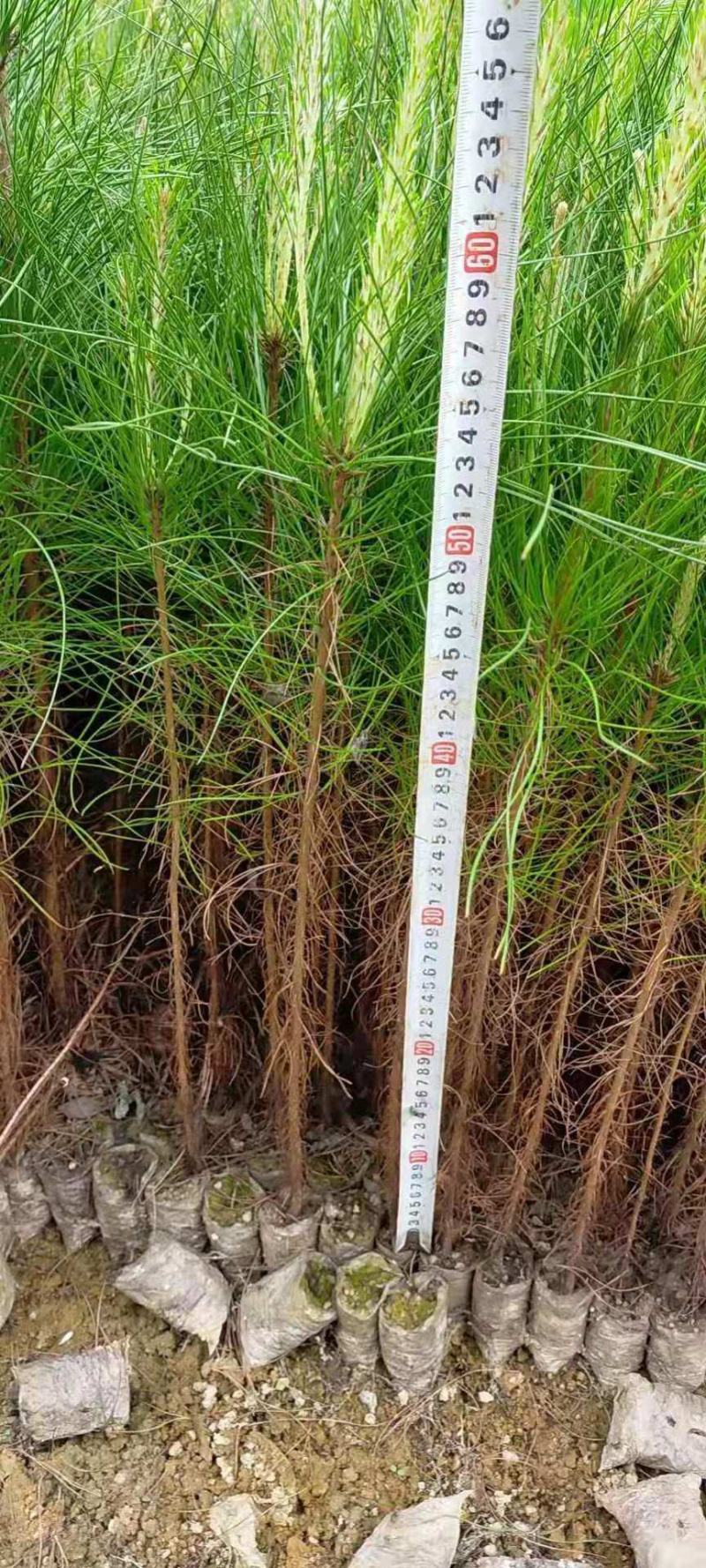 25～60起湿地松杯苗