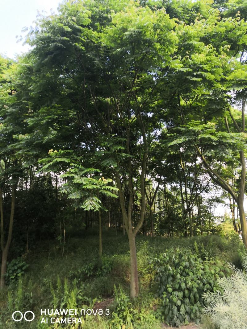 栾树10公分