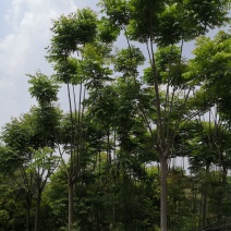 栾树10公分