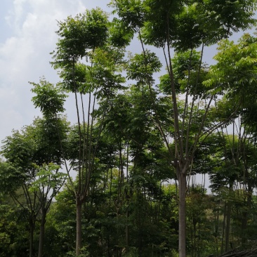 栾树10公分