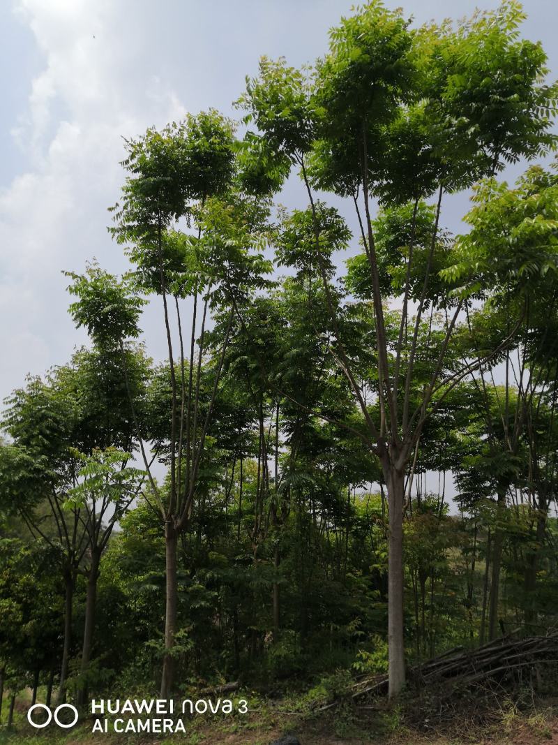 栾树10公分