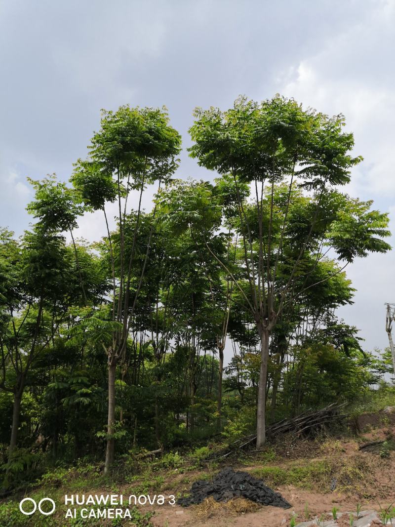 栾树10公分