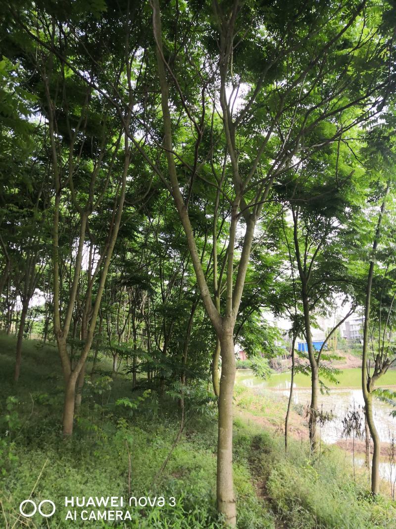 栾树10公分